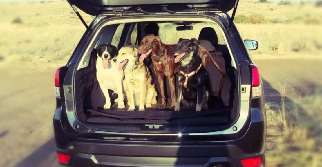 202320subaru20forester20best20for20dog20lovers