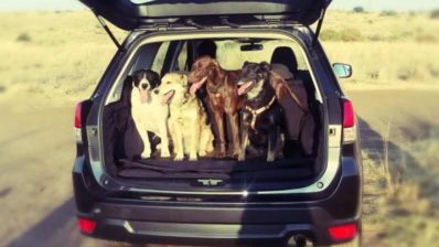 202320subaru20forester20best20for20dog20lovers